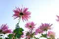 Chrysanthemum flowers Royalty Free Stock Photo