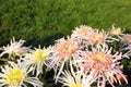 Chrysanthemum flowers Royalty Free Stock Photo
