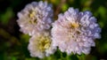 Chrysanthemum flowers after the first frost Royalty Free Stock Photo