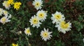 Chrysanthemum flowers that are in the garden and are in the place of cultivation
