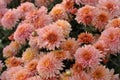 Chrysanthemum flowers in a garden's flower bed Royalty Free Stock Photo