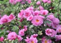 Chrysanthemum flowers in a garden's flower bed Royalty Free Stock Photo