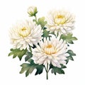Chrysanthemum Flowers Hand Painted Watercolor Clipart Royalty Free Stock Photo