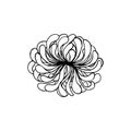 Chrysanthemum flowers head element, drawing in black outline with white fill.