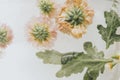 Chrysanthemum flowers with leaves frozen in ice with air bubbles pastel style Royalty Free Stock Photo