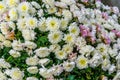 Chrysanthemum flowers in macro closeup, Cultivated flowers from Europe, nature background
