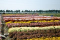 Chrysanthemum flowers