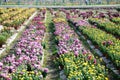 Chrysanthemum flowers