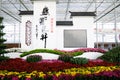 Chrysanthemum flowers