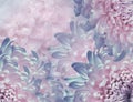 Chrysanthemum flowers. pink and blue background. floral collage. flower composition. Close-up.