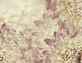 Chrysanthemum flowers. pink and white violet background. floral collage. flower composition. Close-up. Royalty Free Stock Photo