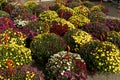 Chrysanthemum flowers are planted outside in hanging pots. Chrysanthemums are for sale to gardeners. Royalty Free Stock Photo