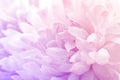 Chrysanthemum flowers in soft pastel color and blur style for background Royalty Free Stock Photo