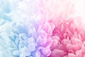 Chrysanthemum flowers in soft pastel color and blur style for background Royalty Free Stock Photo