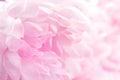 Chrysanthemum flowers in soft pastel color and blur style for background Royalty Free Stock Photo