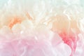 Chrysanthemum flowers in soft pastel color and blur style for background Royalty Free Stock Photo