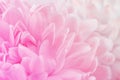 Chrysanthemum flowers in soft pastel color and blur style for background Royalty Free Stock Photo