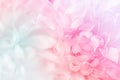 Chrysanthemum flowers in soft pastel color and blur style for background Royalty Free Stock Photo