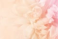 Chrysanthemum flowers in soft pastel color and blur style for background Royalty Free Stock Photo