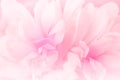 Chrysanthemum flowers in soft pastel color and blur style for background Royalty Free Stock Photo