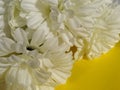 Chrysanthemum flowers in soft pastel colors. Beautiful white flowers on a yellow background. Happy valentine`s day or mother`s day Royalty Free Stock Photo