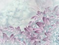 Chrysanthemum flowers. turquoise and pink background. floral collage. flower composition. Close-up.