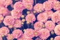 Chrysanthemum flowers Royalty Free Stock Photo