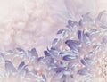 Chrysanthemum flowers. violet and pink background. floral collage. flower composition. Close-up.