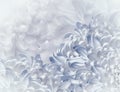 Chrysanthemum flowers. white-blue background. floral collage. flower composition. Close-up.