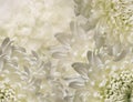 chrysanthemum flowers. white and green background. floral collage. flower composition. Close-up.