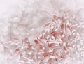 Chrysanthemum flowers. white-red  background. floral collage. flower composition. Close-up. Royalty Free Stock Photo
