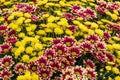 Chrysanthemum