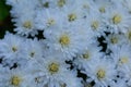 Chrysanthemum in the garden