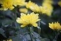 Chrysanthemum grandiflorum yellow flower with fresh green leaves