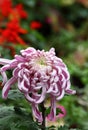 Chrysanthemum