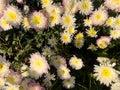 chrysanthemum gul e dawodi flowers top view Royalty Free Stock Photo