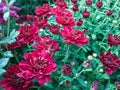 Chrysanthemum Guldaudi Flowers closeup view Royalty Free Stock Photo