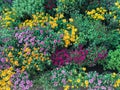 Chrysanthemum Guldaudi Flowers display in many colors Royalty Free Stock Photo