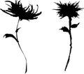 Chrysanthemum hand drawn black paint vector set. Ink drawing flowers and leaves. Royalty Free Stock Photo