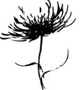 Chrysanthemum hand drawn black paint vector set. Ink drawing flowers and leaves. Royalty Free Stock Photo