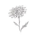 Chrysanthemum. Hand-drawn chrysanthemum flower. Monochrome black and white sketch. Isolated illustration on a white Royalty Free Stock Photo