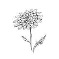 Chrysanthemum. Hand-drawn chrysanthemum flower. Monochrome black and white sketch. Isolated vector illustration on a Royalty Free Stock Photo