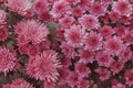 Chrysanthemum has beautiful pink and white fins. Flowers decorated with home and garden Royalty Free Stock Photo