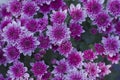 Chrysanthemum has beautiful pink and white fins. Flowers decorated with home and garden Royalty Free Stock Photo