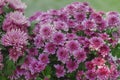 Chrysanthemum has beautiful pink and white fins. Flowers decorated with home and garden Royalty Free Stock Photo