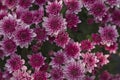 Chrysanthemum has beautiful pink and white fins. Flowers decorated with home and garden Royalty Free Stock Photo