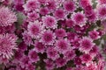 Chrysanthemum has beautiful pink and white fins. Flowers decorated with home and garden Royalty Free Stock Photo