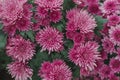 Chrysanthemum has beautiful pink and white fins. Flowers decorated with home and garden Royalty Free Stock Photo