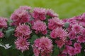 Chrysanthemum has beautiful pink and white fins. Flowers decorated with home and garden Royalty Free Stock Photo