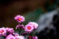 Blooming chrysanthemum Royalty Free Stock Photo